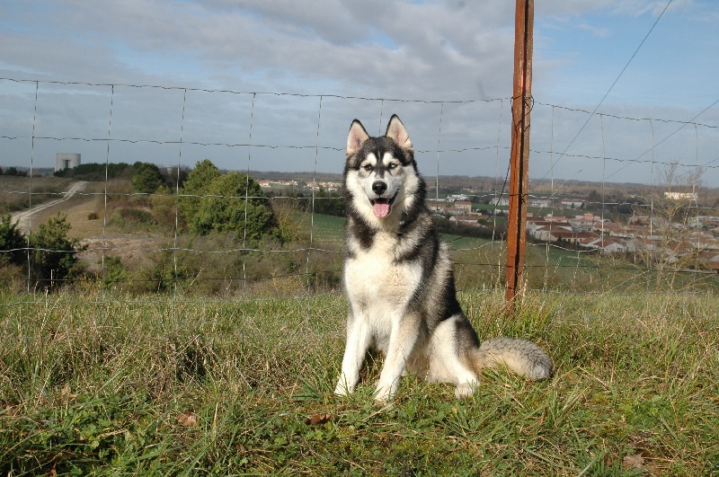 CH. Black magic big boy (dit boréal) Corsicahusky