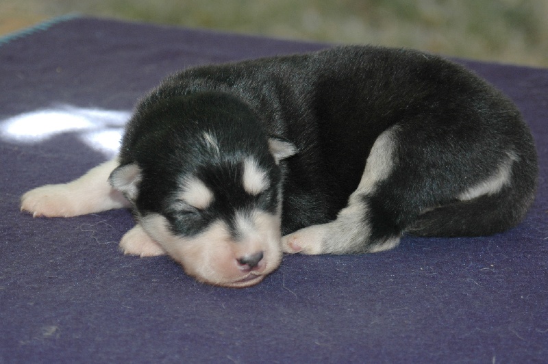 Magic Wolf Hutch (bleu)