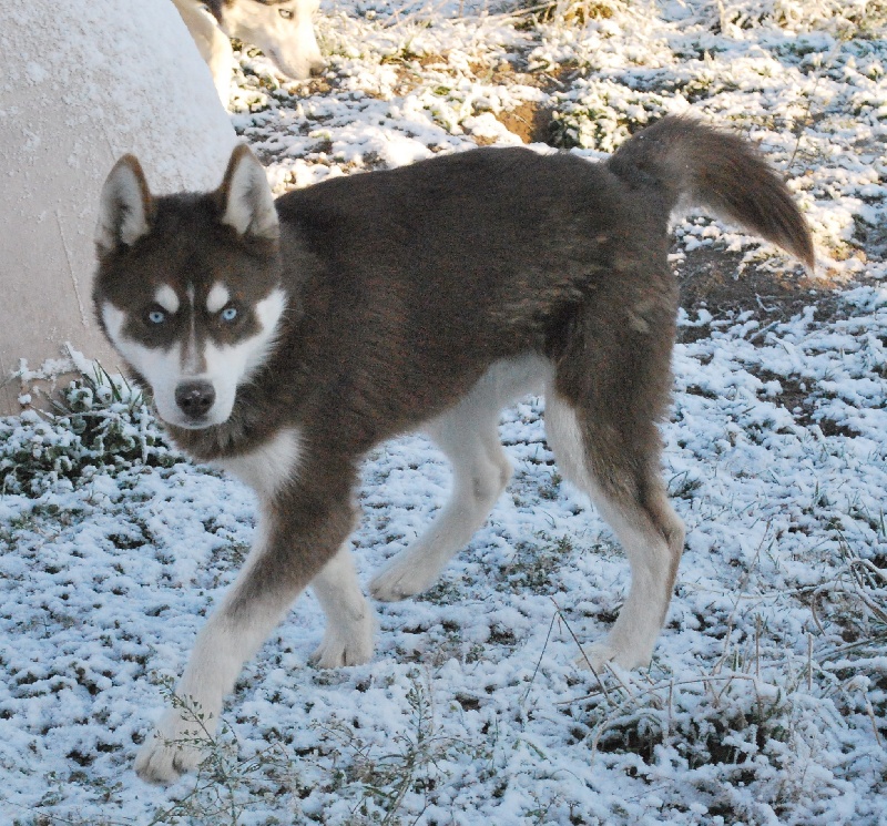 Magic Wolf Etoile d'ambre