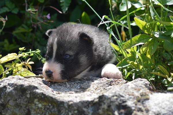 Magic Wolf Nashoba (typé petit trait)