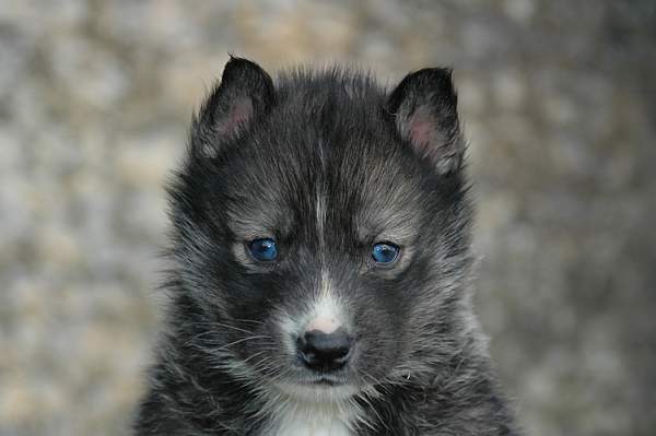 Magic Wolf Hypnotic blue eyes dit halcatraz