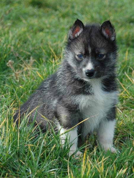 Magic Wolf Hypnotic blue eyes dit halcatraz