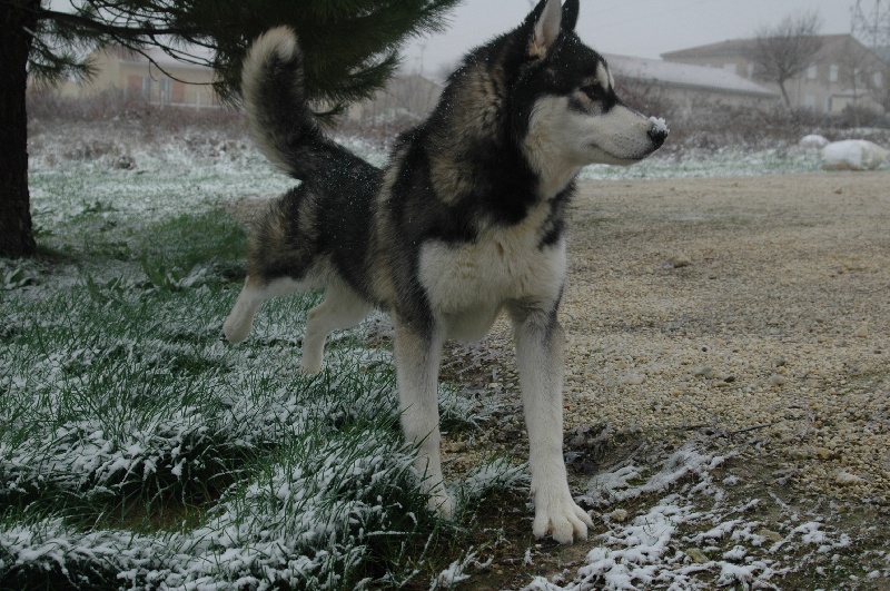 CH. Black magic big boy (dit boréal) Corsicahusky