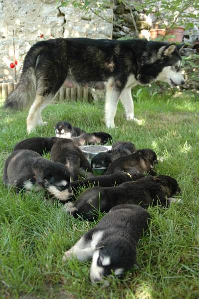 Magic Wolf Flower of alaskan dite alaska