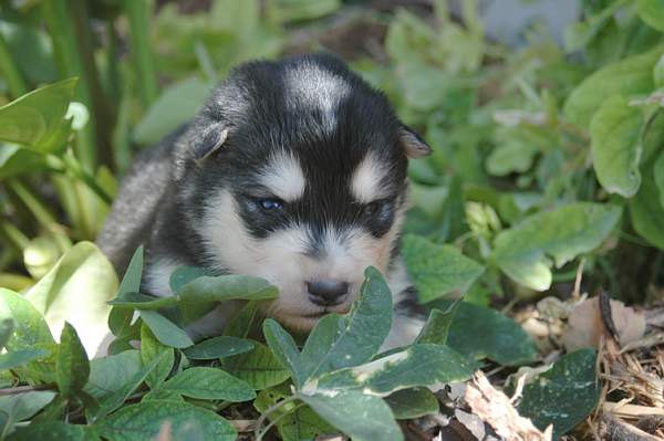 Magic Wolf Hutch (bleu)