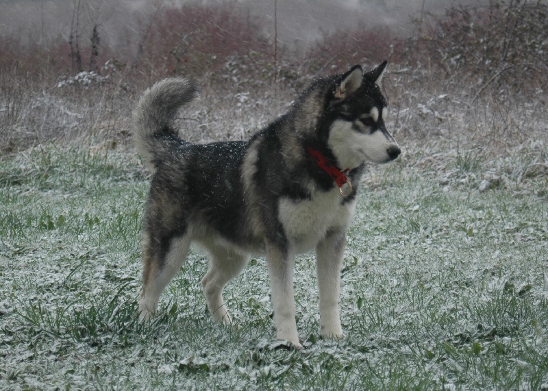 CH. Black magic big boy (dit boréal) Corsicahusky