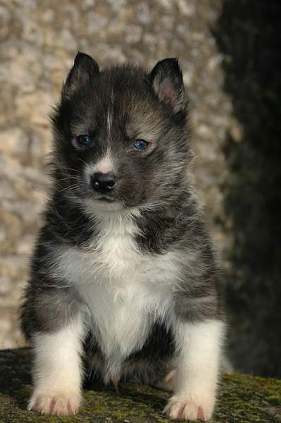 Magic Wolf Hypnotic blue eyes dit halcatraz