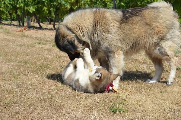 Magic Wolf Meika. (collier beige)