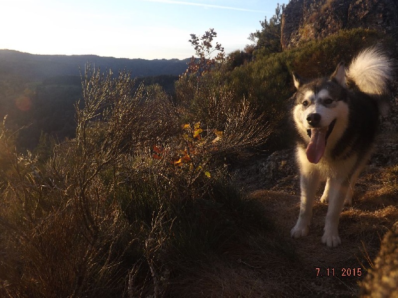 Magic Wolf Jaïro (bleu foncé)