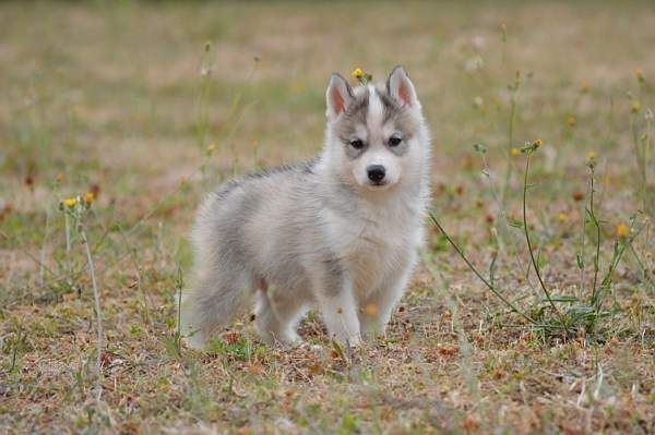 Magic Wolf Laska