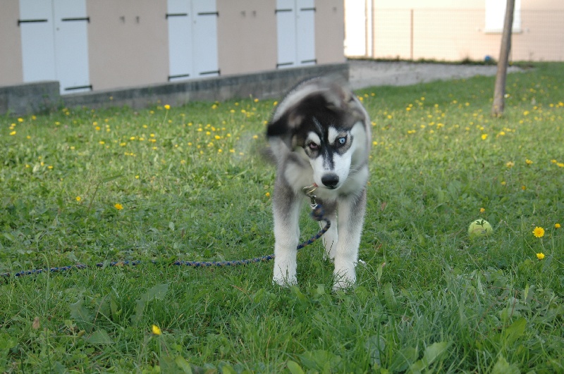 CH. Black magic big boy (dit boréal) Corsicahusky