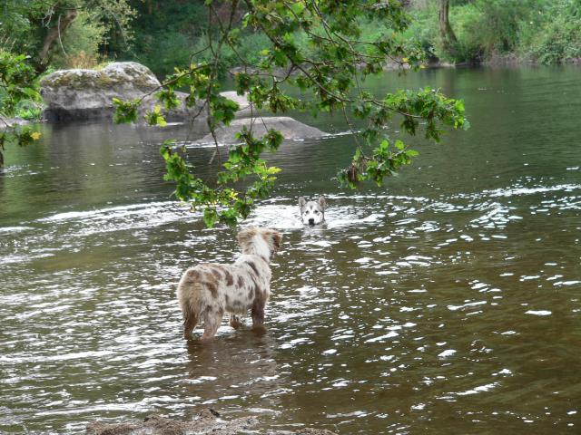 Magic Wolf Follow your heart (dit Fénix)