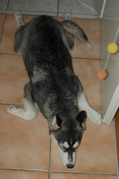 CH. Black magic big boy (dit boréal) Corsicahusky