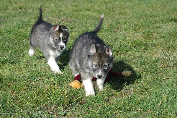 Magic Wolf Hypnotic blue eyes dit halcatraz