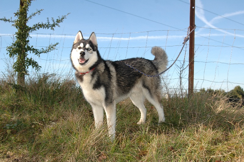 CH. Black magic big boy (dit boréal) Corsicahusky