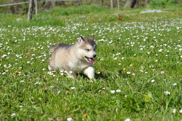 Magic Wolf Niki (collier vert)