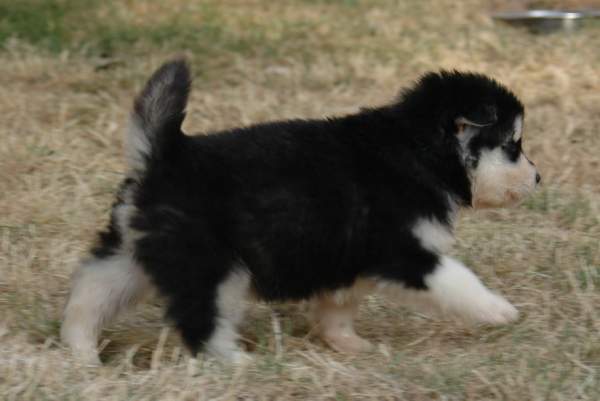 Magic Wolf Hutch (bleu)