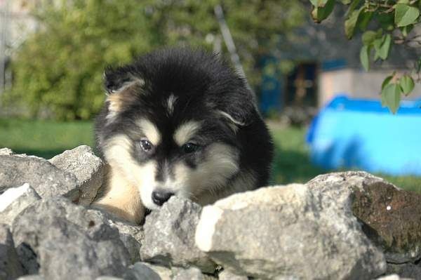 Magic Wolf Hutch (bleu)