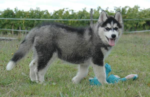 Magic Wolf Ghost dog