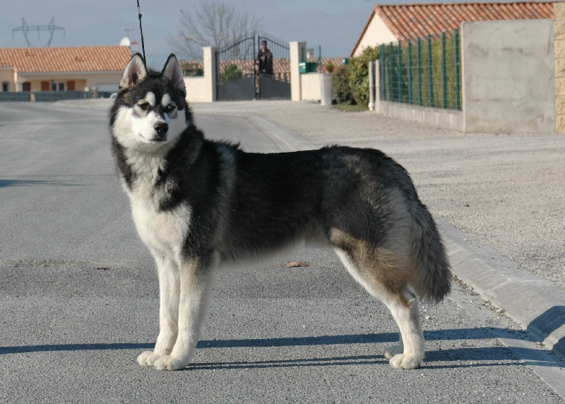 CH. Black magic big boy (dit boréal) Corsicahusky