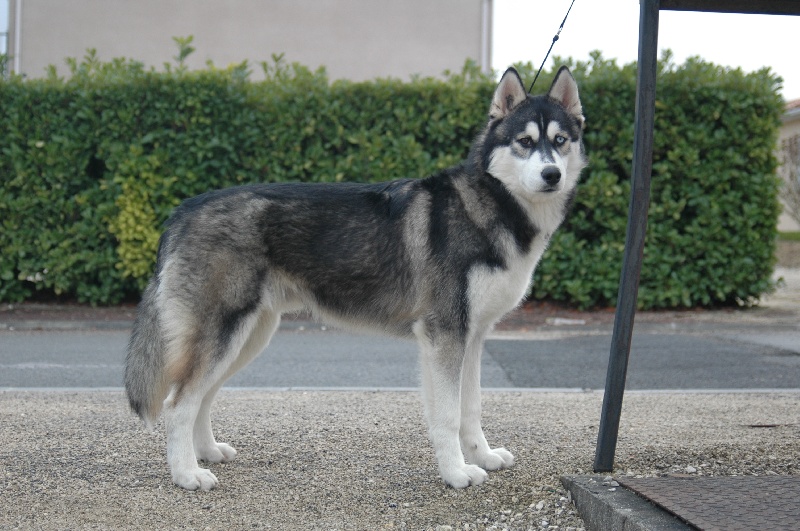 CH. Black magic big boy (dit boréal) Corsicahusky