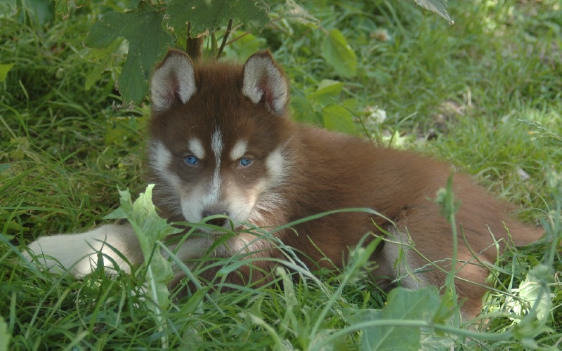 Magic Wolf Etoile d'ambre