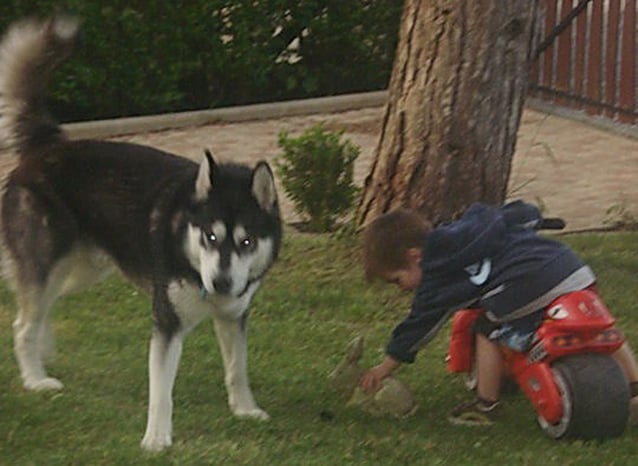 Magic Wolf Dream of yukon quest dit domingo