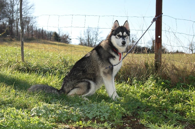 CH. Black magic big boy (dit boréal) Corsicahusky