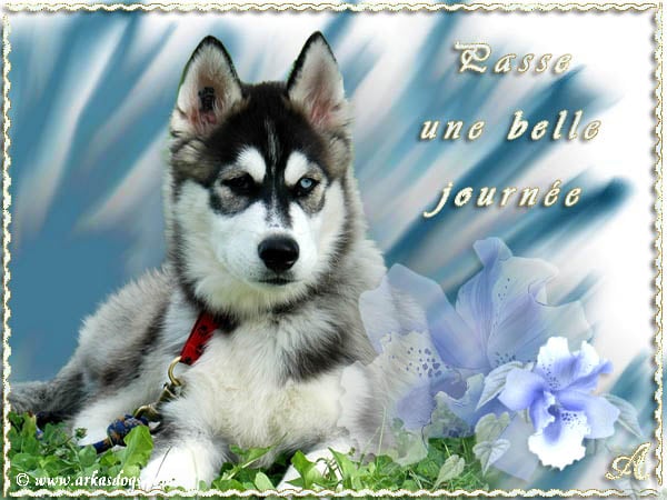 Photo Elevage Magic Wolf Eleveur De Chiens Siberian Husky