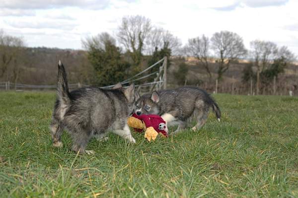 Magic Wolf Hypnotic blue eyes dit halcatraz