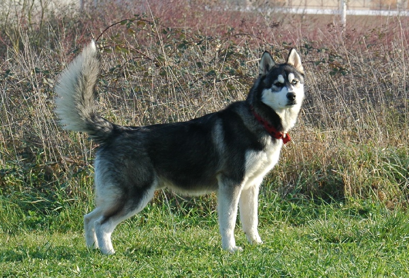 CH. Black magic big boy (dit boréal) Corsicahusky