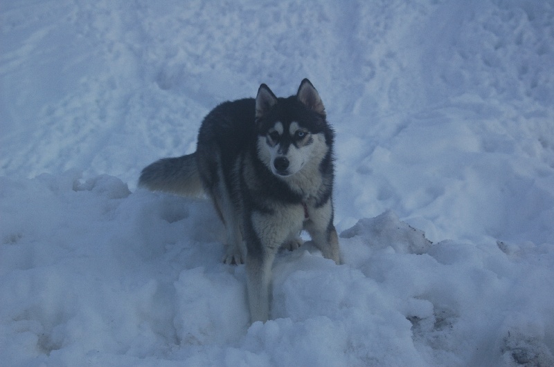 CH. Black magic big boy (dit boréal) Corsicahusky