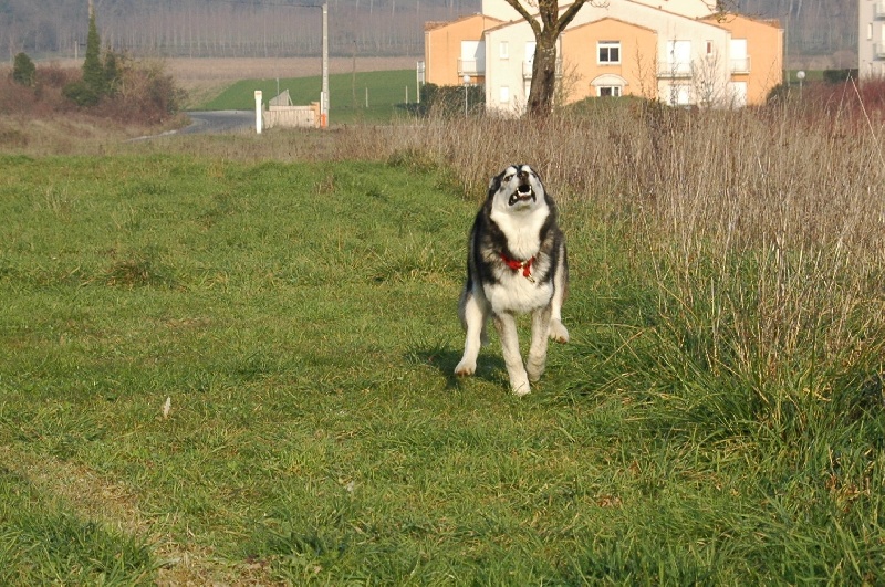 CH. Black magic big boy (dit boréal) Corsicahusky