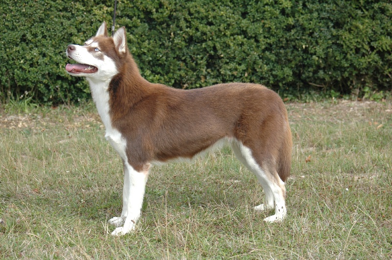 CH. Magic Wolf Cerridwen