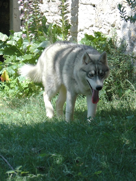 Troika's Dance with wolves ( dite décybel )