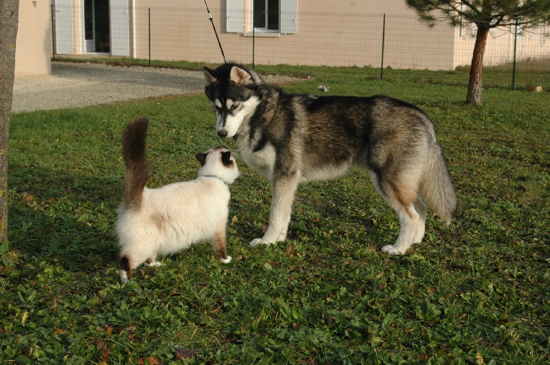 CH. Black magic big boy (dit boréal) Corsicahusky