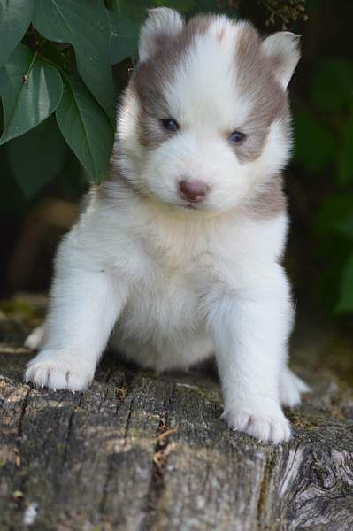 Magic Wolf Néo (chocolat)