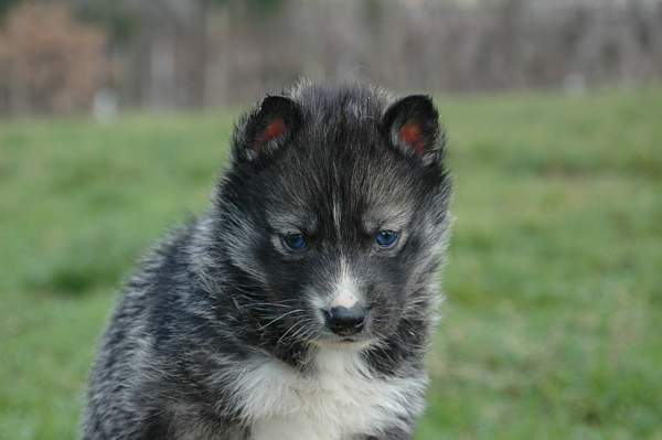 Magic Wolf Hypnotic blue eyes dit halcatraz