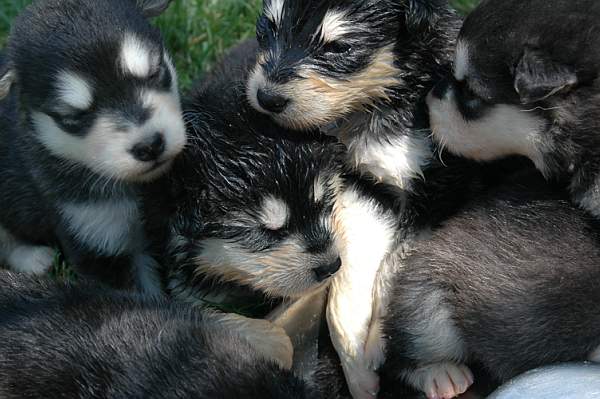 Magic Wolf Flower of alaskan dite alaska