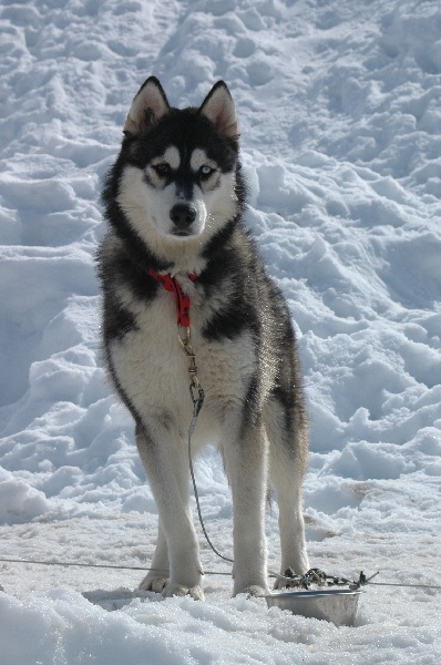 CH. Black magic big boy (dit boréal) Corsicahusky