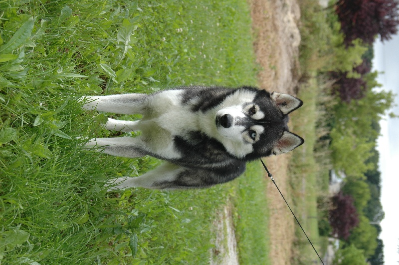 CH. Black magic big boy (dit boréal) Corsicahusky