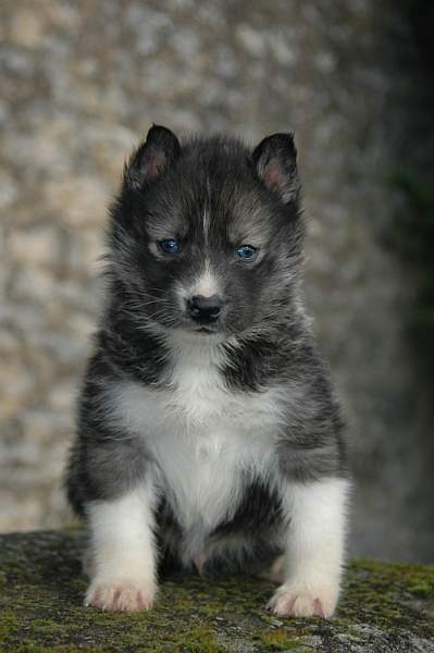 Magic Wolf Hypnotic blue eyes dit halcatraz