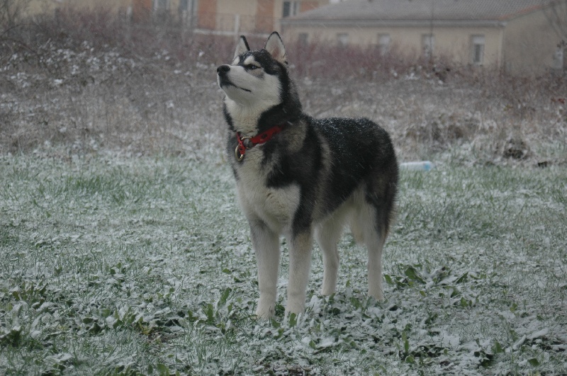 CH. Black magic big boy (dit boréal) Corsicahusky