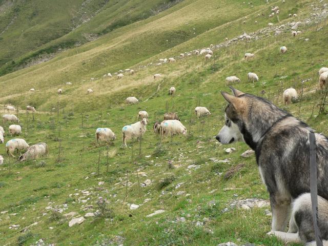 Magic Wolf Follow your heart (dit Fénix)