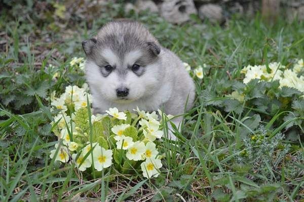 Magic Wolf Looky (collier bleu)