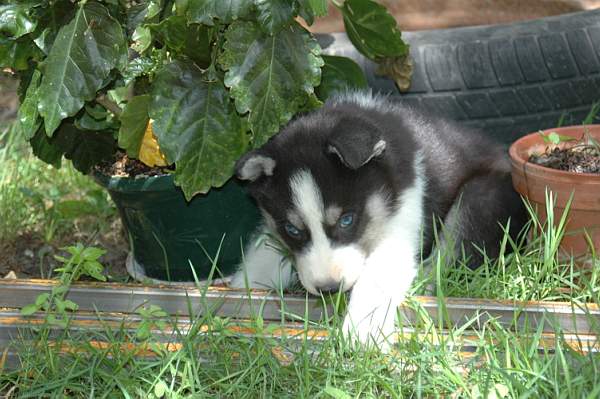 Magic Wolf Baby iceberg