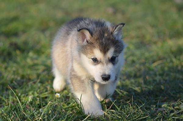 Magic Wolf Laska (bleu)