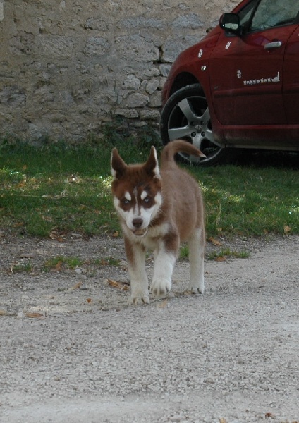 Magic Wolf Etoile d'ambre