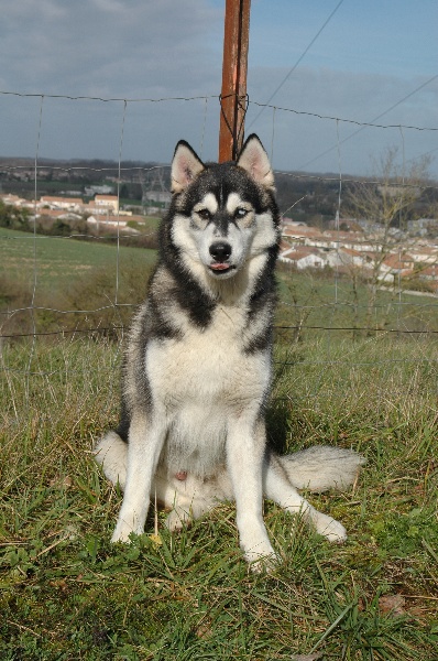 CH. Black magic big boy (dit boréal) Corsicahusky