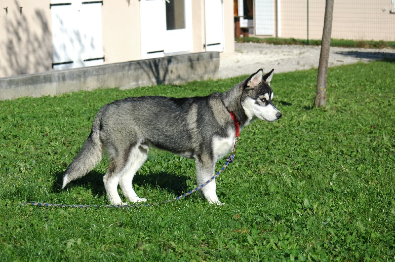 CH. Black magic big boy (dit boréal) Corsicahusky